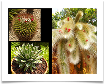 08 LPS Flowers July 2018 (Riviera)  CS  - Carol Sparkes